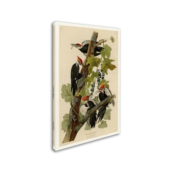 John James Audubon 'Pileated Woodpeckers' Canvas Art,22x32
